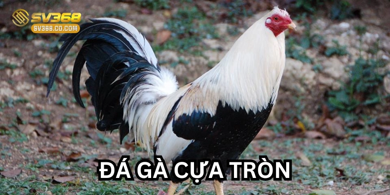 Đá Gà Cựa Tròn là gì? 