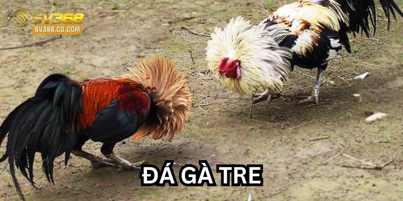 Đá Gà Tre là gì?