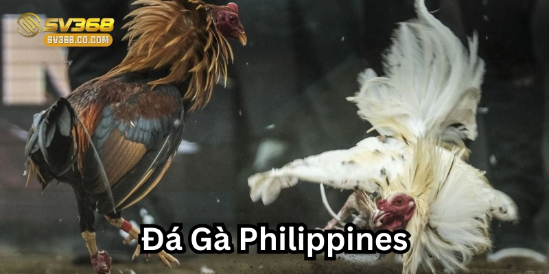 Đá gà Philippines có gì nổi bật