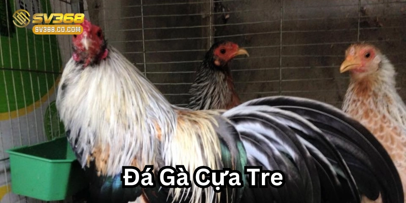 Luật chơi Đá Gà Cựa Tre