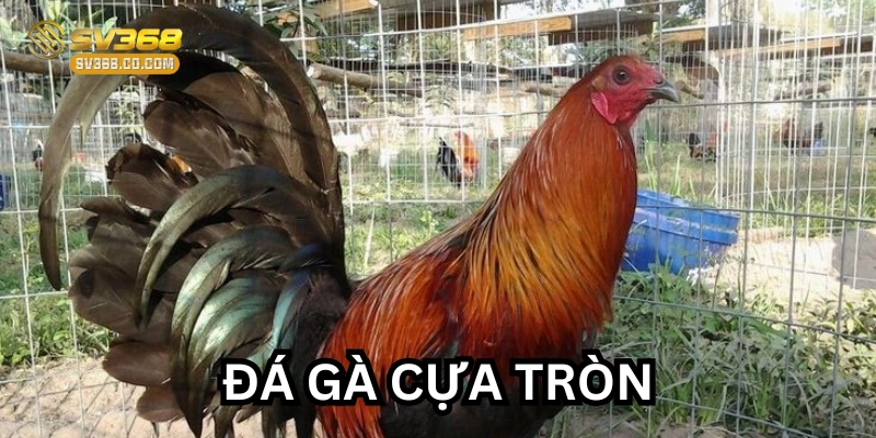 Luật chơi đá gà cựa tròn