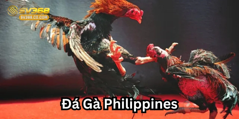 Luật chơi Đá gà Philippines 