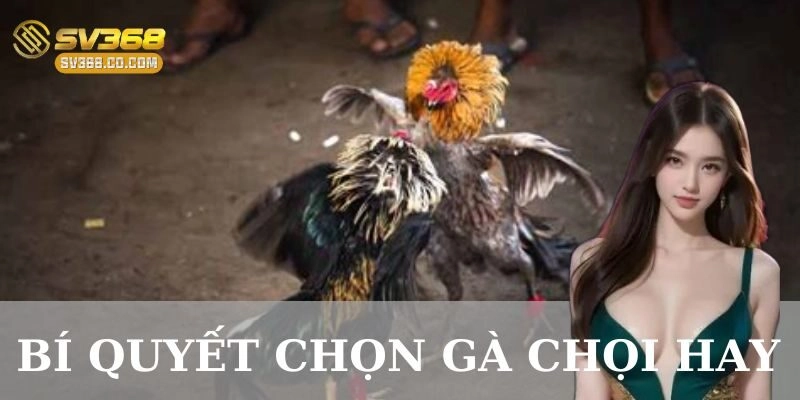 Chọn giống gà chọi – Bí quyết chọn gà chọi hay đầu tiên