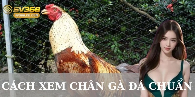 Tiêu chí đánh giá chân gà đá chuẩn