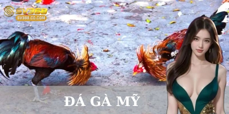 Kinh nghiệm nuôi và huấn luyện gà Mỹ