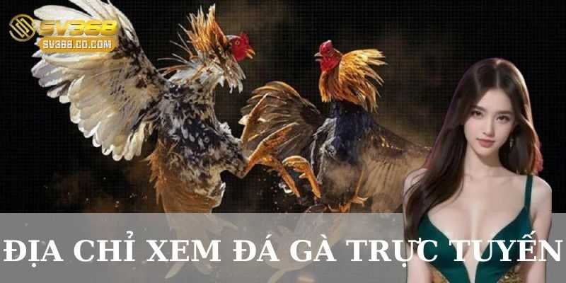 Tiêu chí lựa chọn địa chỉ xem đá gà trực tuyến uy tín