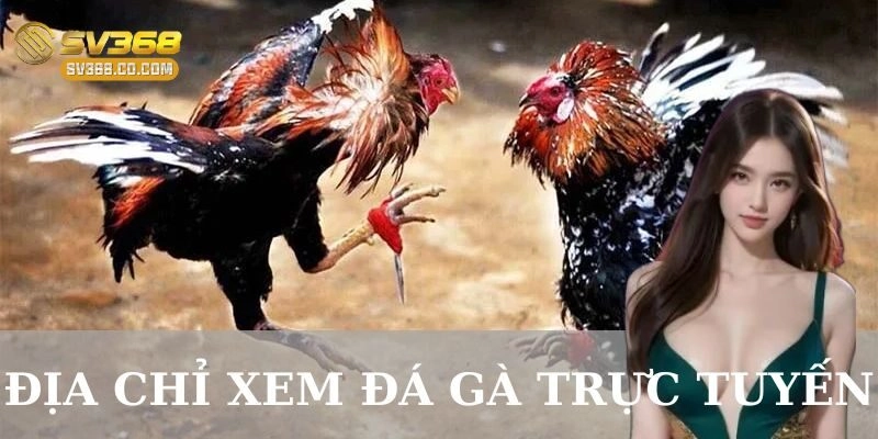 Top các địa chỉ xem đá gà trực tuyến uy tín hiện nay