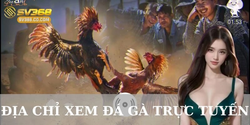 Địa chỉ xem đá gà trực tuyến uy tín và chất lượng
