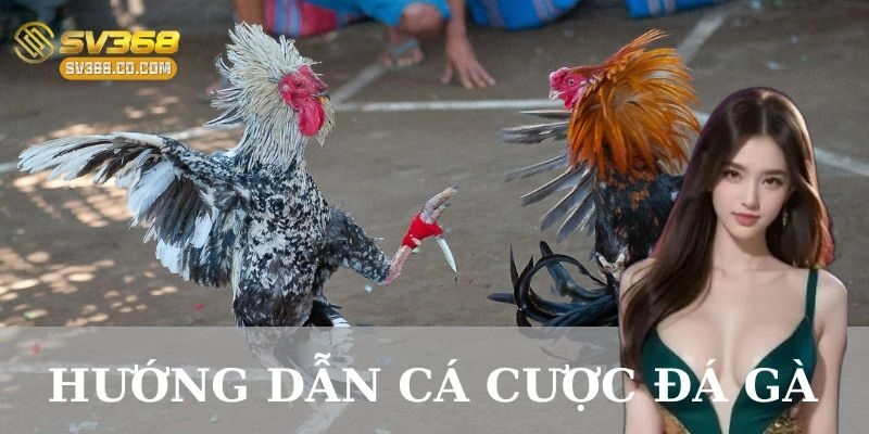 Giới thiệu về cá cược đá gà
