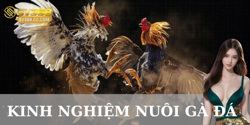 Lựa chọn giống gà phù hợp