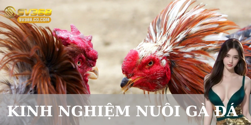 Chương trình luyện tập hiệu quả