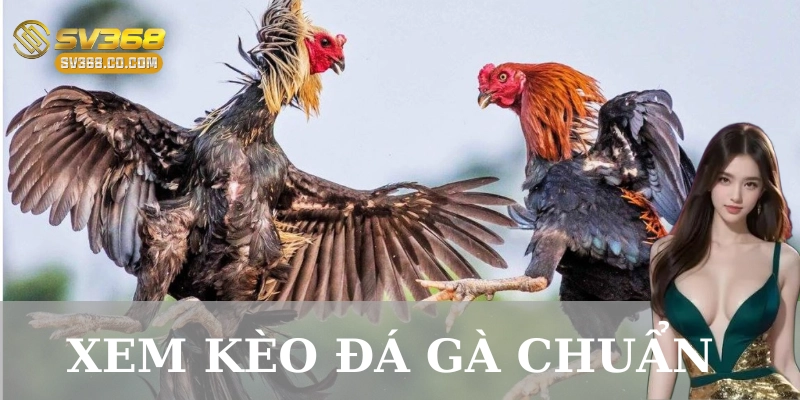 Hướng dẫn cách xem kèo đá gà chuẩn