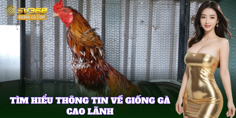 Gà Cao Lãnh – Giống gà chọi nổi tiếng Việt Nam