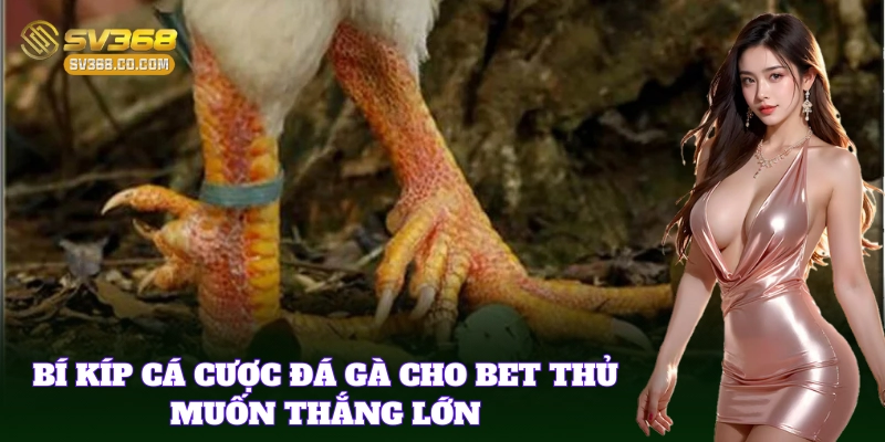 Mẹo chơi khôn ngoan từ Phân Biệt Gà Đòn Và Gà Cựa