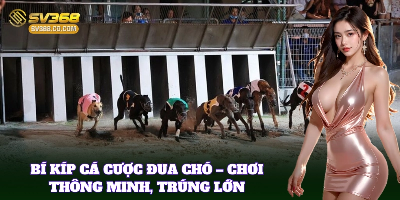 Kinh nghiệm chọn chó đua chuẩn khi đặt cá cược