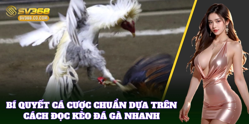Cách Đọc Kèo Đá Gà Nhanh – Hiểu Rõ Tỷ Lệ, Bắt Chuẩn Trận Đấu