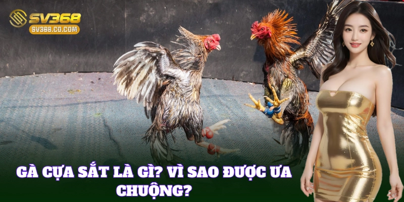 Các Giống Gà Cựa Sắt thường được chọn để thi đấu
