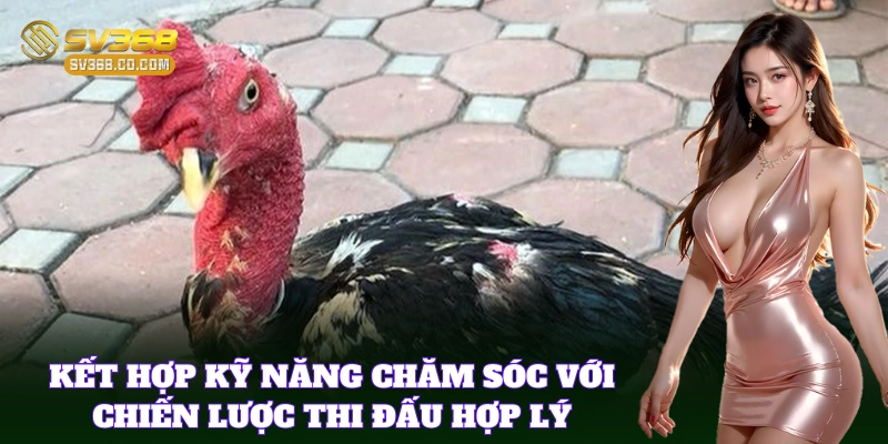 Mẹo cá cược dựa vào Kinh Nghiệm Nuôi Gà Đá Hay bất bại