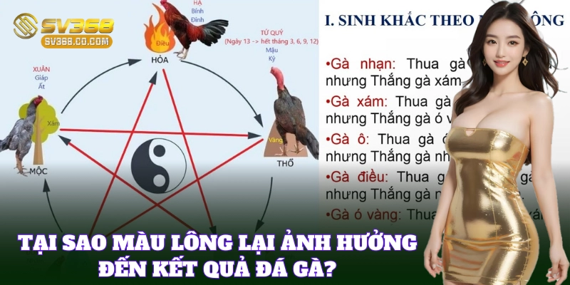 Mẹo Chọn Gà Đá Theo Màu được nhiều người quan tâm