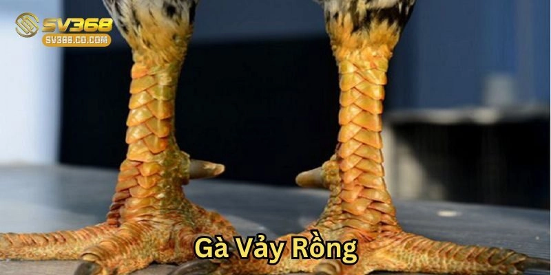 Chăm sóc Gà Vảy Rồng đúng cách