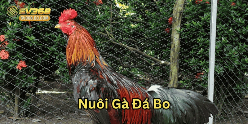 Chế độ tập luyện trong Nuôi Gà Đá Bo