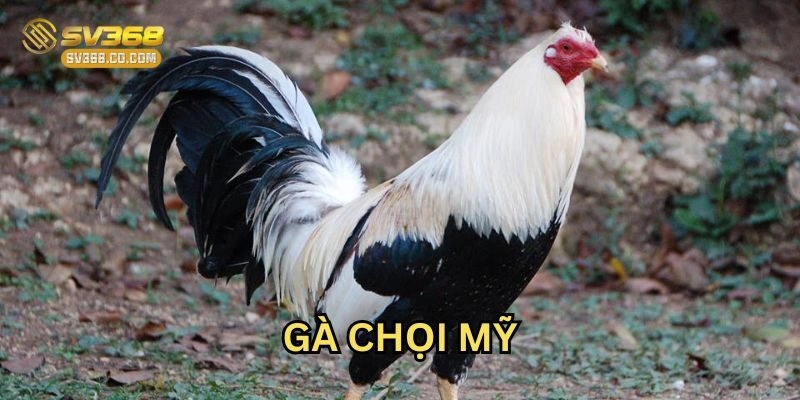Gà Chọi Mỹ là gì?