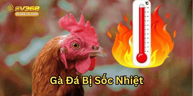 Gà Đá Bị Sốc Nhiệt: Nhận Biết Xử Lý Nhanh Chóng Từ SV368