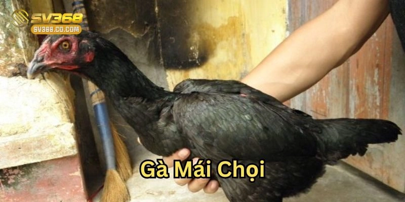 Gà Mái Chọi có gì nổi bật?