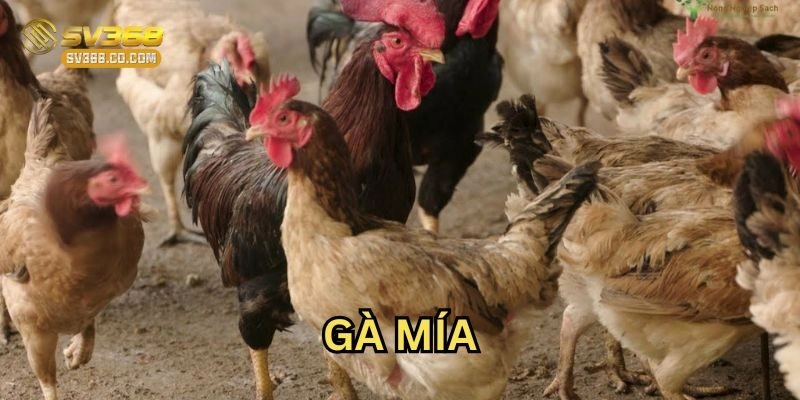 Gà Mía là gì 