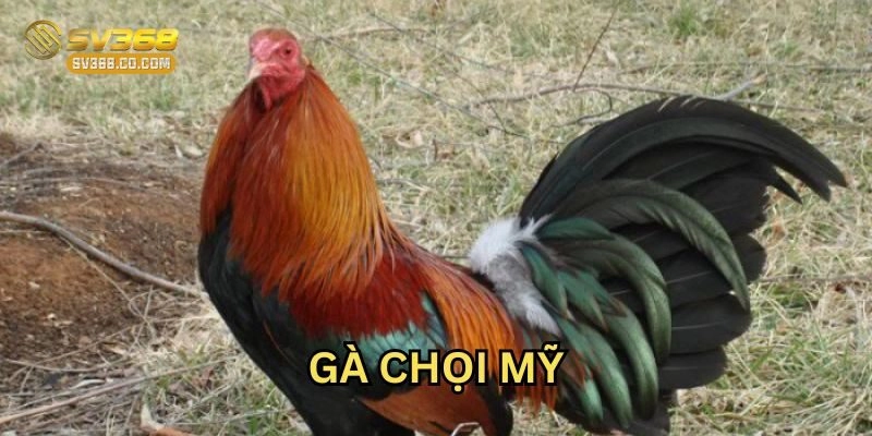 Lưu ý khi chăm sóc Gà Chọi Mỹ 