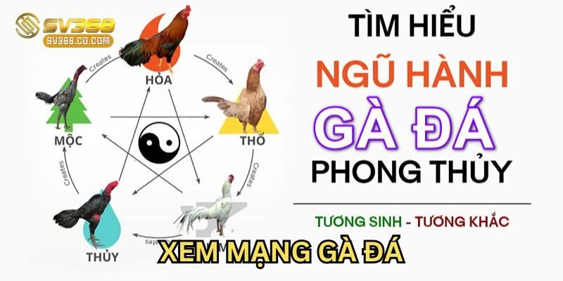 Cách Xem Mạng Gà Đá Mới Nhất 2025 Từ SV368