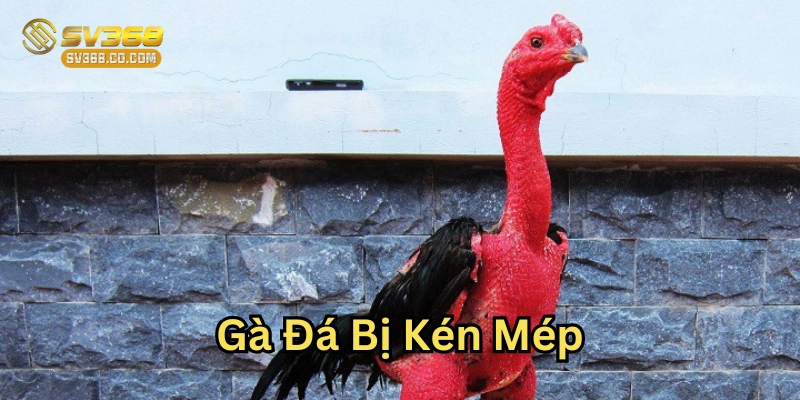 Nhận biết Gà Đá Bị Kén Mép