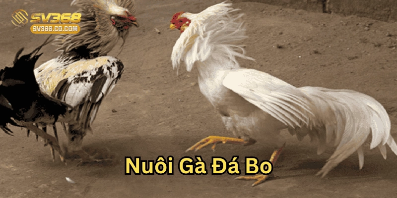 Nuôi Gà Đá Bo là gì?