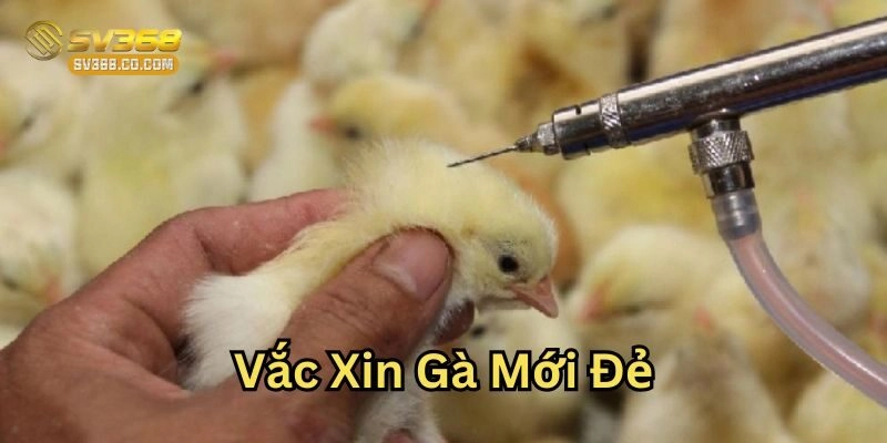 Vắc Xin Gà Mới Đẻ là gì?